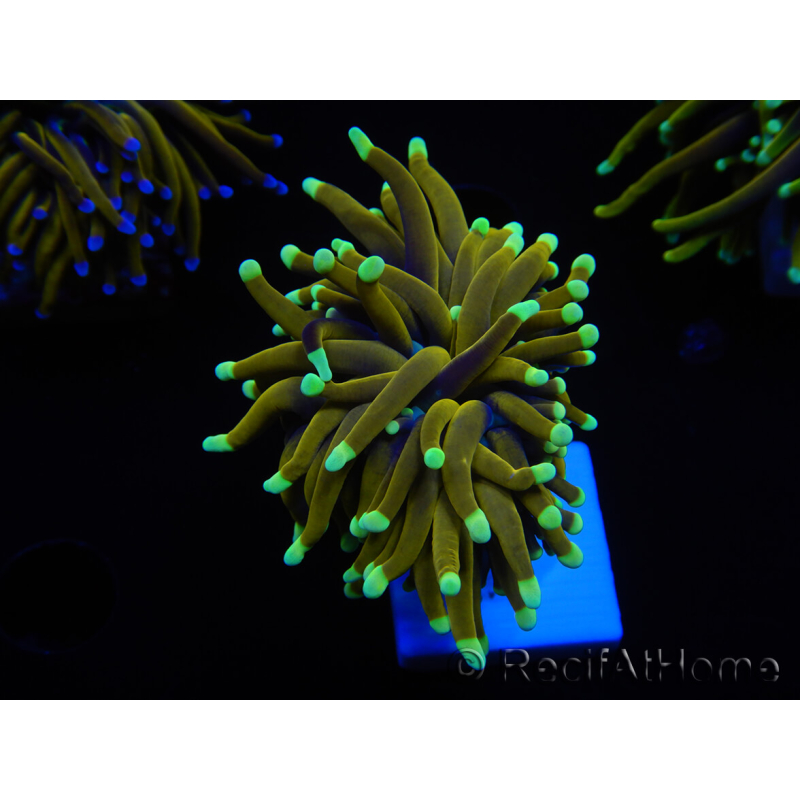 WYSIWYG Euphyllia glabrescens (Maricultura acclimatata sotto LED) 8M3