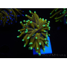 WYSIWYG Euphyllia glabrescens (Maricultura acclimatata sotto LED) 8M3