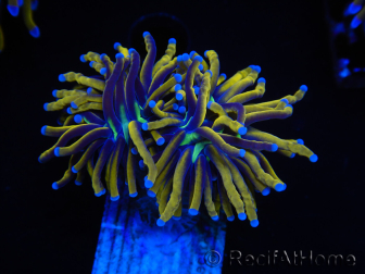 WYSIWYG Euphyllia glabrescens (Maricoltura acclimatata sotto LED) 8M4