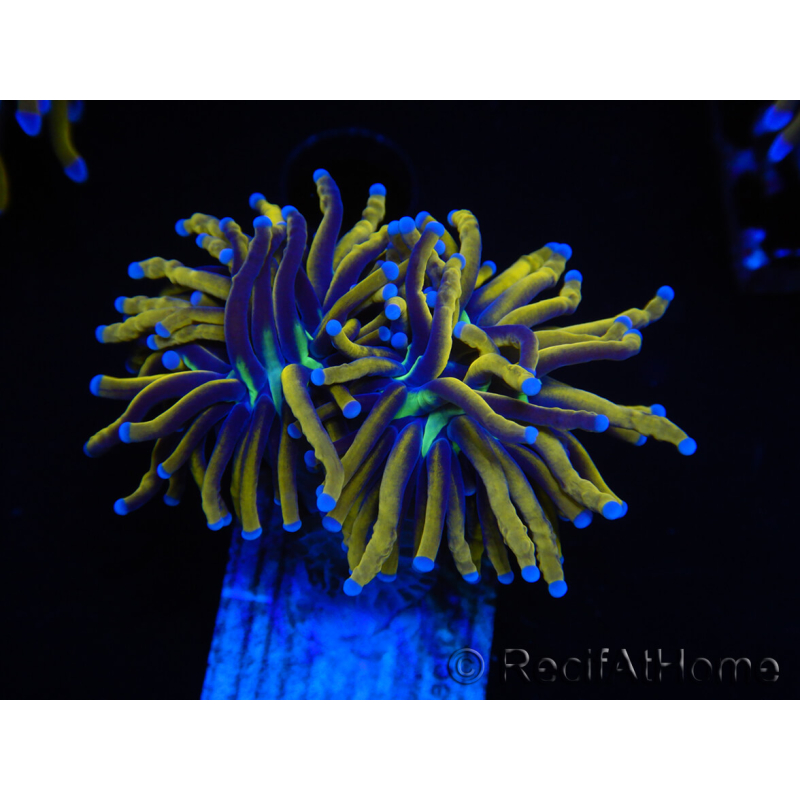 WYSIWYG Euphyllia glabrescens (Maricoltura acclimatata sotto LED) 8M4