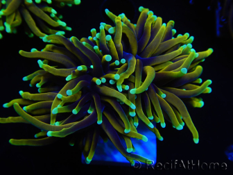 WYSIWYG Euphyllia glabrescens (Maricultura aclimatada bajo LED) 8M5