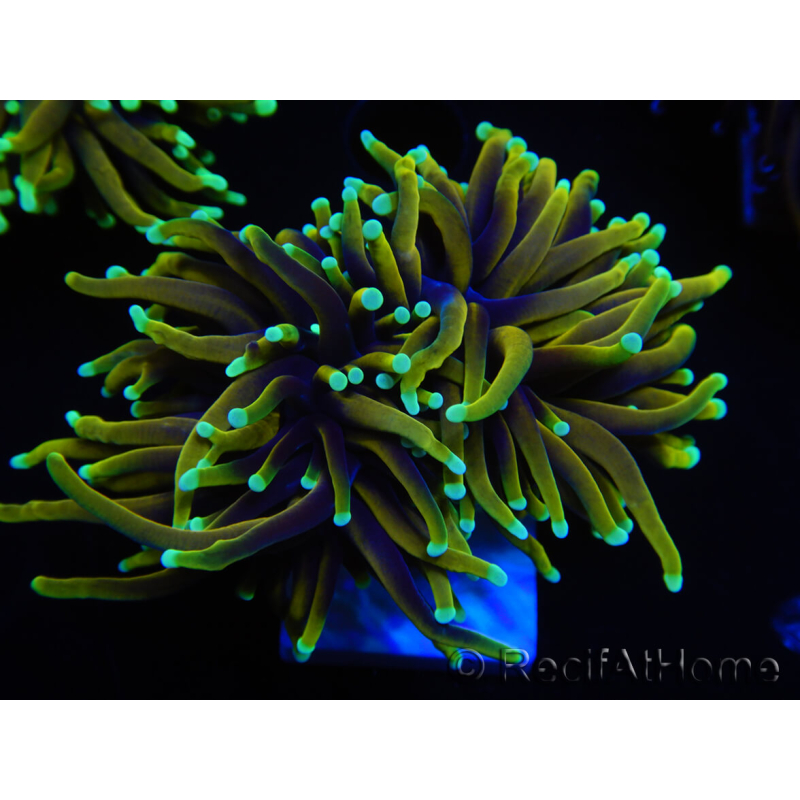 WYSIWYG Euphyllia glabrescens (Maricultura aclimatada bajo LED) 8M5