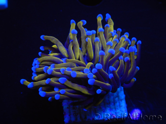 WYSIWYG Euphyllia glabrescens (Mariculture acclimated under LED) 8M6