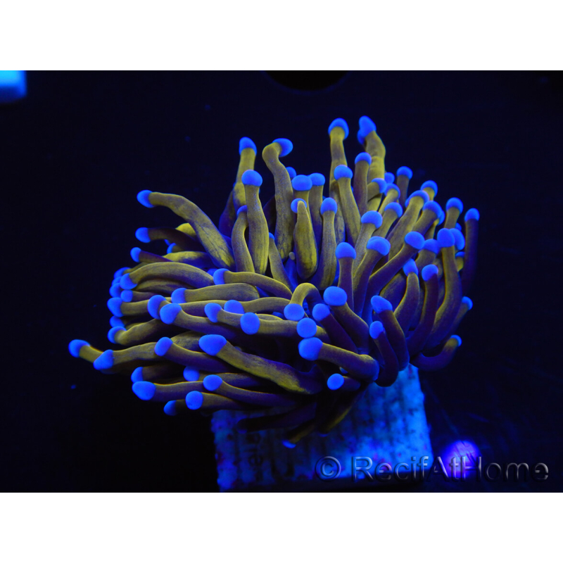 WYSIWYG Euphyllia glabrescens (Maricoltura acclimatata sotto LED) 8M6