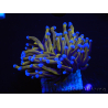 WYSIWYG Euphyllia glabrescens (Mariculture acclimaté sous LED) 8M6