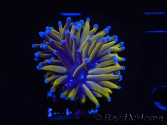 WYSIWYG Euphyllia glabrescens (Maricoltura acclimatata sotto LED) 8M7