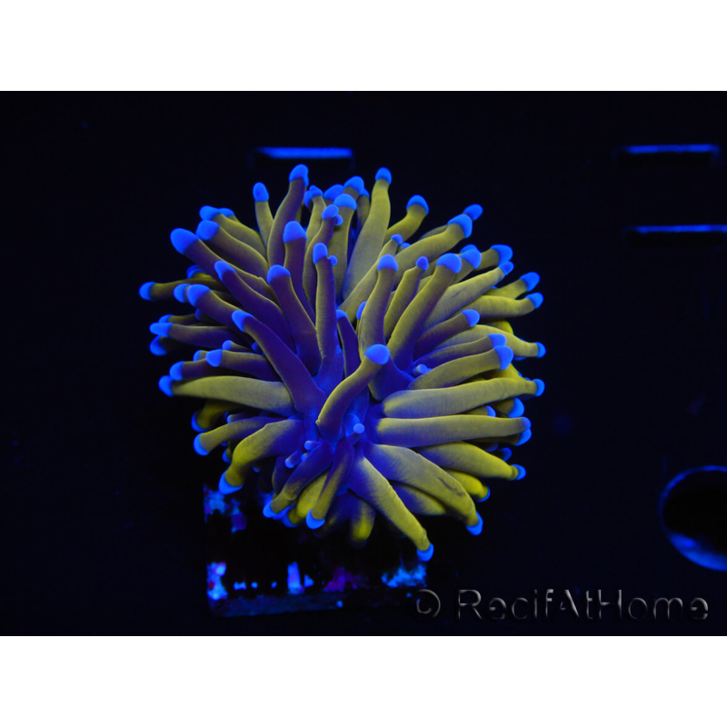 WYSIWYG Euphyllia glabrescens (Mariculture acclimaté sous LED) 8M7