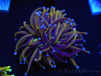 WYSIWYG Euphyllia glabrescens (Maricultura acclimatata sotto LED) 8N1