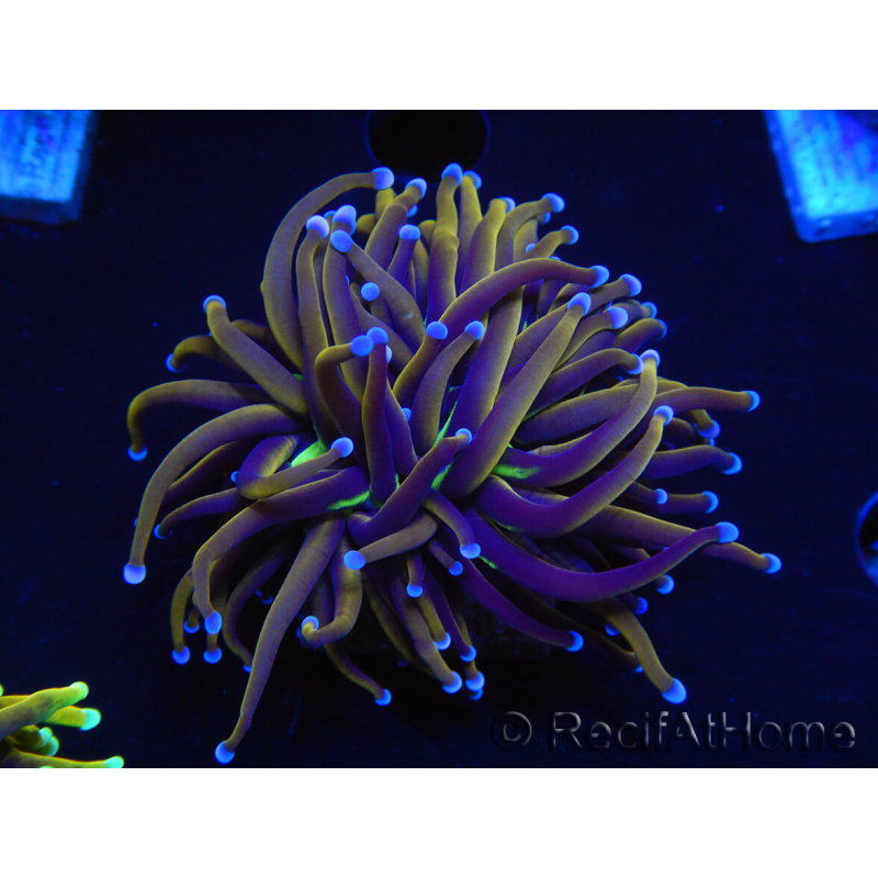 WYSIWYG Euphyllia glabrescens (Maricultura acclimatata sotto LED) 8N1