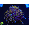 WYSIWYG Euphyllia glabrescens (Maricultura acclimatata sotto LED) 8N1