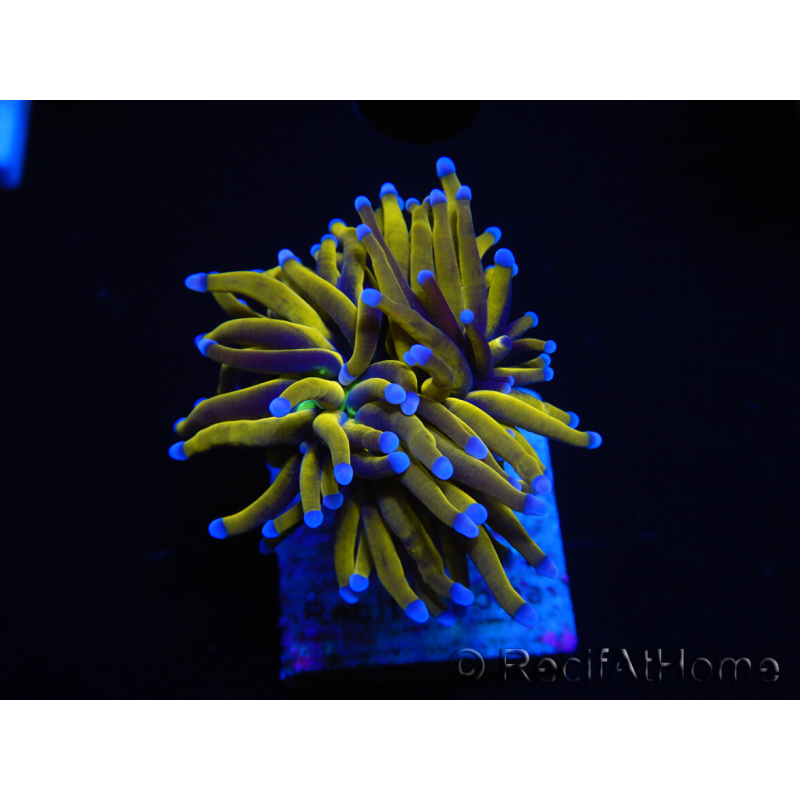 WYSIWYG Euphyllia glabrescens (Maricoltura acclimatata sotto LED) 8N2