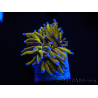 WYSIWYG Euphyllia glabrescens (Maricoltura acclimatata sotto LED) 8N2