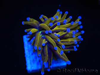 WYSIWYG Euphyllia glabrescens (Maricultura aclimatada bajo LED) 8N3