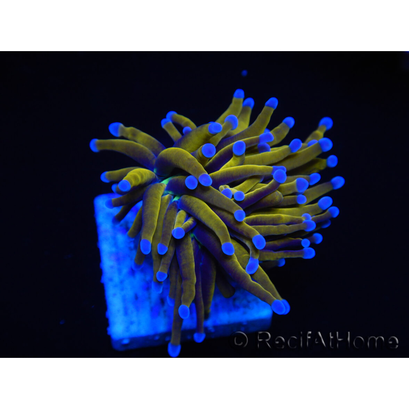 WYSIWYG Euphyllia glabrescens (Maricoltura acclimatata sotto LED) 8N3