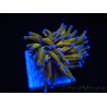 WYSIWYG Euphyllia glabrescens (Maricoltura acclimatata sotto LED) 8N3