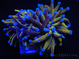 WYSIWYG Euphyllia glabrescens (Maricoltura acclimatata sotto LED) 8N4