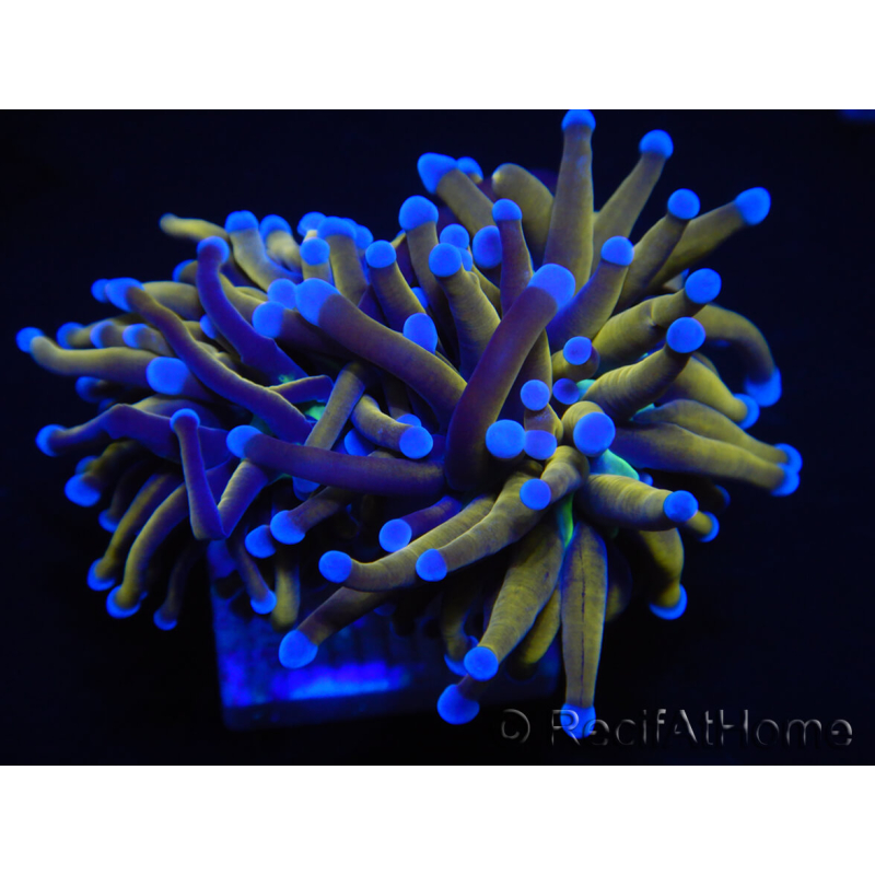 WYSIWYG Euphyllia glabrescens (Mariculture acclimated under LED) 8N4