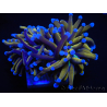 WYSIWYG Euphyllia glabrescens (Mariculture acclimaté sous LED) 8N4