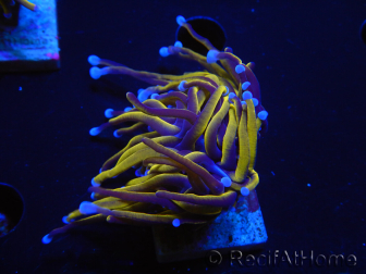 WYSIWYG Euphyllia glabrescens (Maricoltura acclimatato sotto LED) 8N5