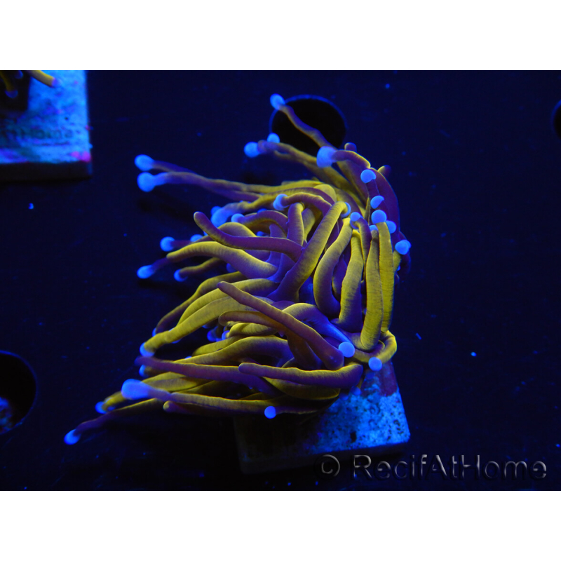 WYSIWYG Euphyllia glabrescens (Maricultura aclimatada bajo LED) 8N5