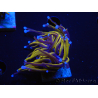 WYSIWYG Euphyllia glabrescens (Maricultura aclimatada bajo LED) 8N5