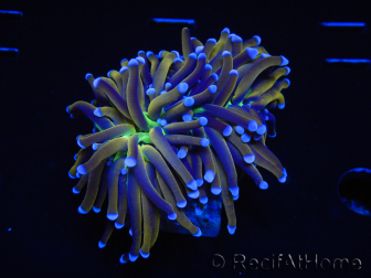 WYSIWYG Euphyllia glabrescens (Maricultura acclimatata sotto LED) 8N6