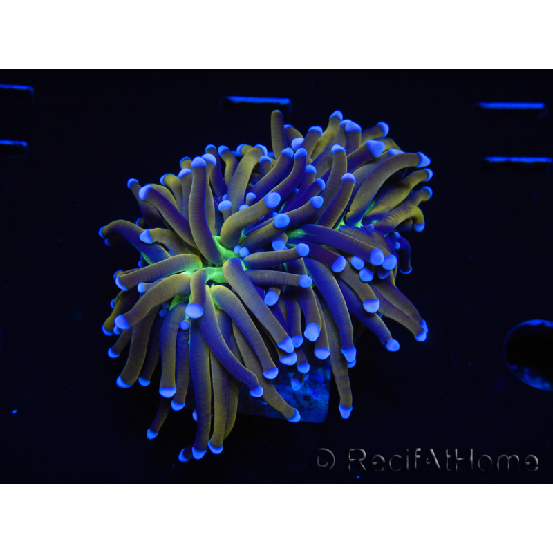 WYSIWYG Euphyllia glabrescens (Mariculture acclimaté sous LED) 8N6