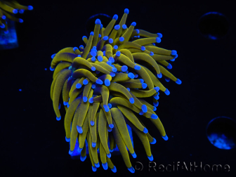 WYSIWYG Euphyllia glabrescens (Maricoltura acclimatata sotto LED) 8N7