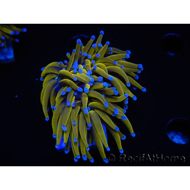 WYSIWYG Euphyllia glabrescens (Maricoltura acclimatata sotto LED) 8N7