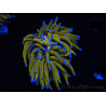 WYSIWYG Euphyllia glabrescens (Maricoltura acclimatata sotto LED) 8N7