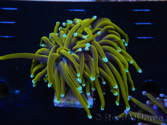 WYSIWYG Euphyllia glabrescens (Maricoltura acclimatata sotto LED) 8L2