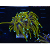 WYSIWYG Euphyllia glabrescens (Maricoltura acclimatata sotto LED) 8L2