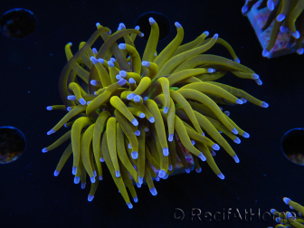 WYSIWYG Euphyllia glabrescens (Maricoltura acclimatata sotto LED) 8L3