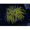 WYSIWYG Euphyllia glabrescens (Maricoltura acclimatata sotto LED) 8L3