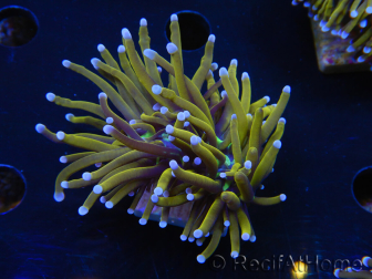 WYSIWYG Euphyllia glabrescens (Maricoltura acclimatata sotto LED) 8L4