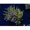 WYSIWYG Euphyllia glabrescens (Maricoltura acclimatata sotto LED) 8L4