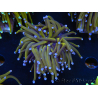 WYSIWYG Euphyllia glabrescens (Maricultura acclimatata sotto LED) 8L5