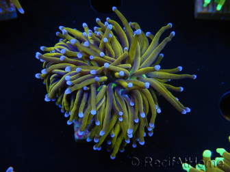 WYSIWYG Euphyllia glabrescens (Maricoltura acclimatata sotto LED) 8L6