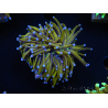 WYSIWYG Euphyllia glabrescens (Maricoltura acclimatata sotto LED) 8L6