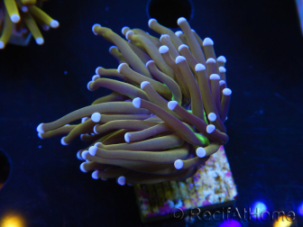 WYSIWYG Euphyllia glabrescens (Mariculture acclimaté sous LED) 8L7