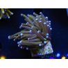 WYSIWYG Euphyllia glabrescens (Mariculture acclimaté sous LED) 8L7