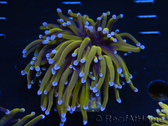 WYSIWYG Euphyllia glabrescens (Maricultura aclimatada bajo LED) 8M1