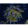 WYSIWYG Euphyllia glabrescens (Maricoltura acclimata sotto LED) 8M1