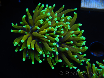 WYSIWYG Euphyllia glabrescens (Maricultura acclimatata sotto LED) 8M2