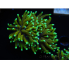 WYSIWYG Euphyllia glabrescens (Maricultura acclimatata sotto LED) 8M2