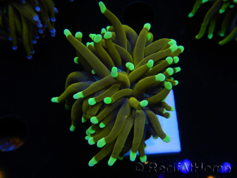 WYSIWYG Euphyllia glabrescens (Maricultura acclimatata sotto LED) 8M3