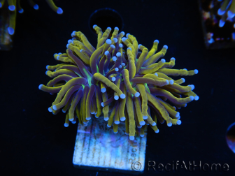 WYSIWYG Euphyllia glabrescens (Maricoltura acclimatata sotto LED) 8M4