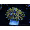 WYSIWYG Euphyllia glabrescens (Mariculture acclimaté sous LED) 8M4