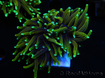 WYSIWYG Euphyllia glabrescens (Maricultura aclimatada bajo LED) 8M5