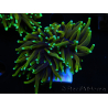 WYSIWYG Euphyllia glabrescens (Maricultura aclimatada bajo LED) 8M5